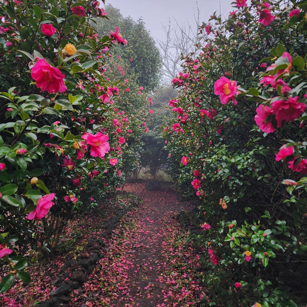 미스틱3도 동백정원